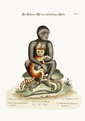 The Middle-Sized Black Monkey